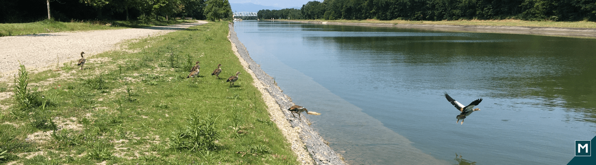 Protection des berges du Bief de Niffer – Canal du Rhône au Rhin