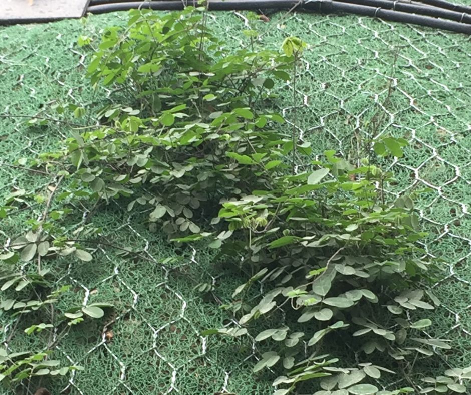 Revegetación de talud gracias a las cualidades de las geomantas de Maccaferri