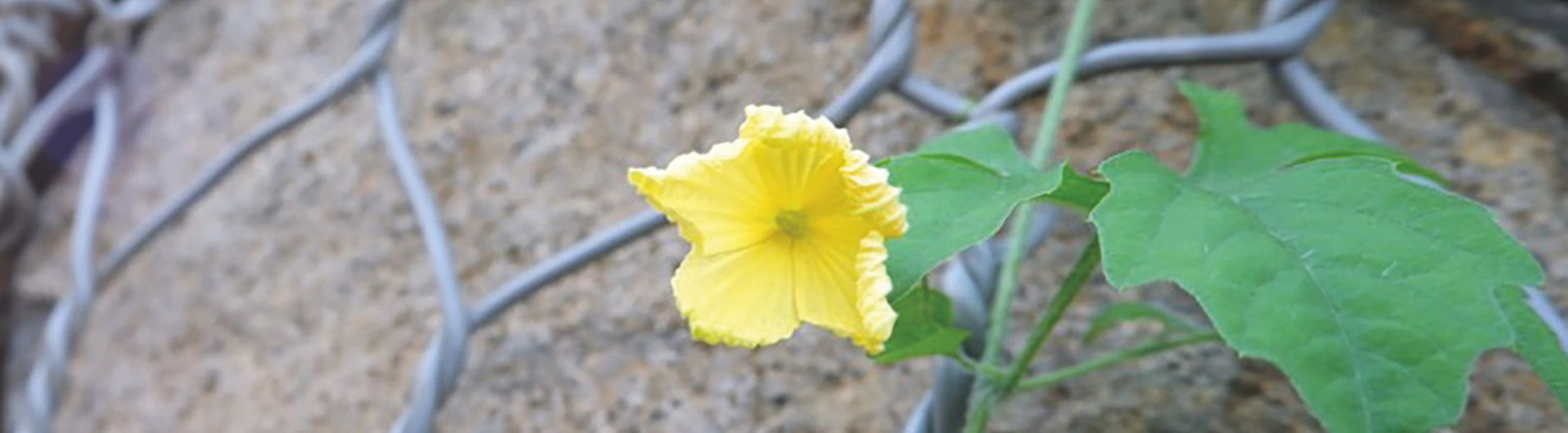 Desarrollo sostenible en la Ingeniería Civil: los 8 ODS que puedes cumplir con Maccaferri 