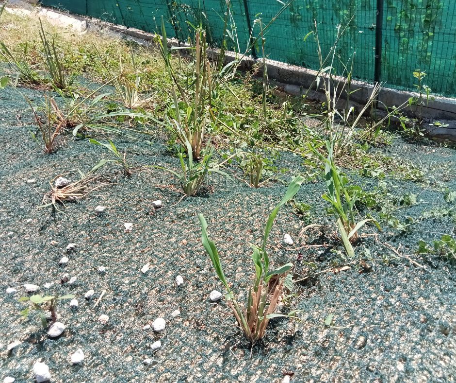 Revegetación con geomanta en talud de Ecoterra Paraíso_Maccaferri
