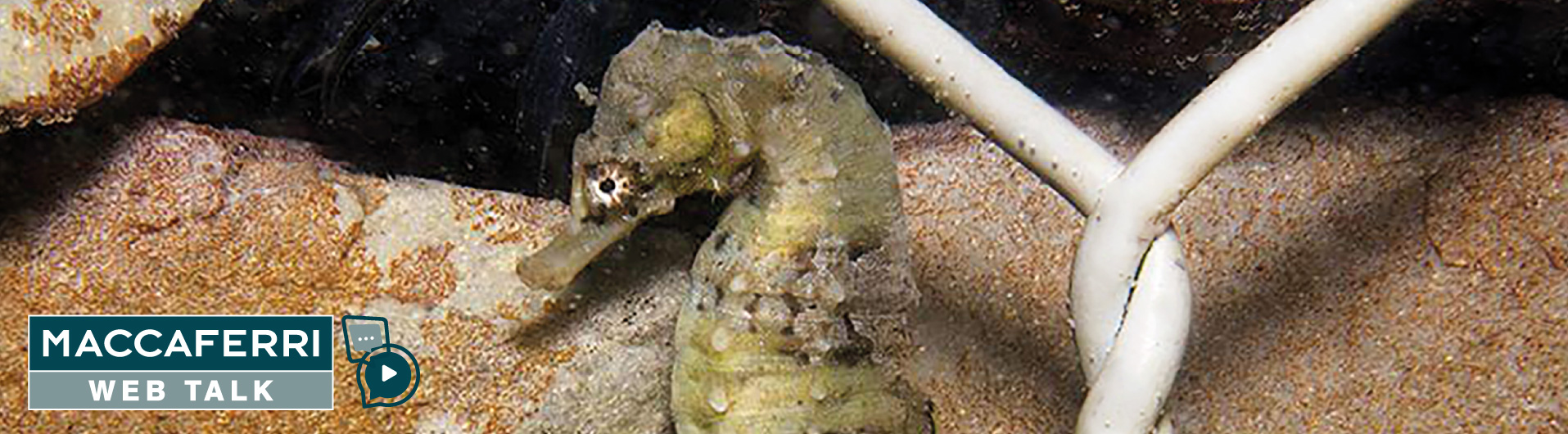 Ingeniería que regenera: soluciones sustentables para el desarrollo de ecosistemas | web talk