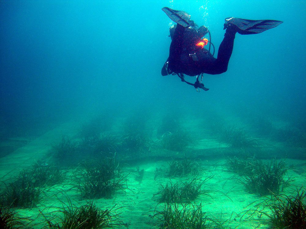 Rekonstrukcija livade morske trave i grebena
