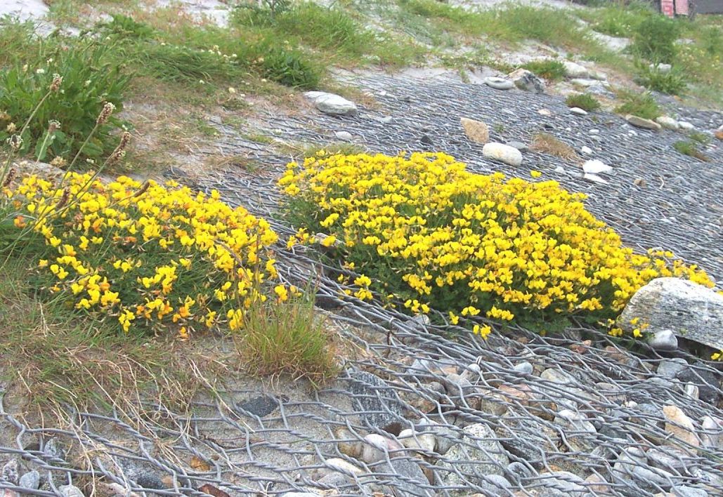 Coastal Erosion Control At Airport