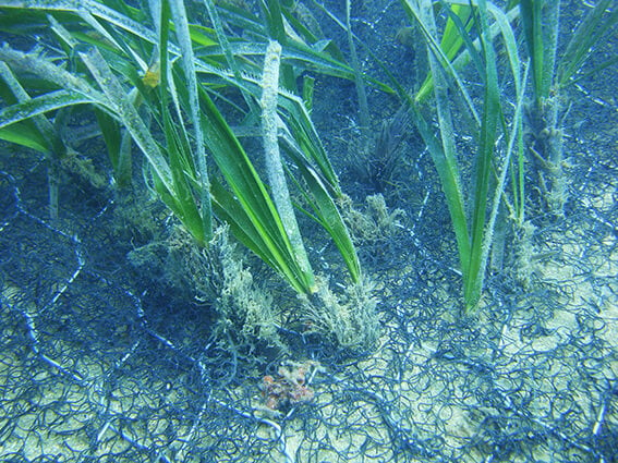 The Importance of Seagrass