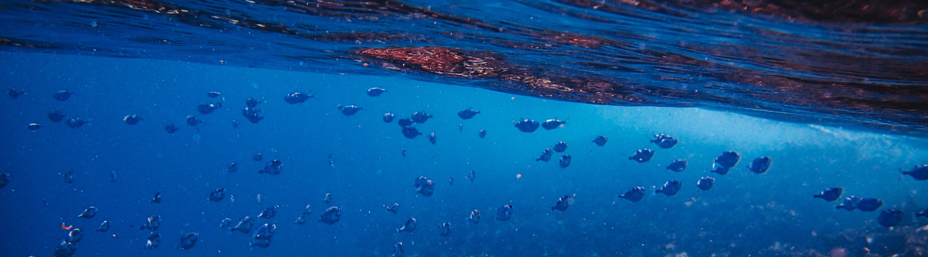Beneath the Blue: Protecting What Moves Us